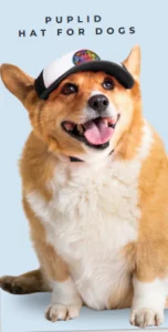 PupLid Custom giveaway Hat for Dogs