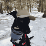 Pet Product - Puplid dog hat