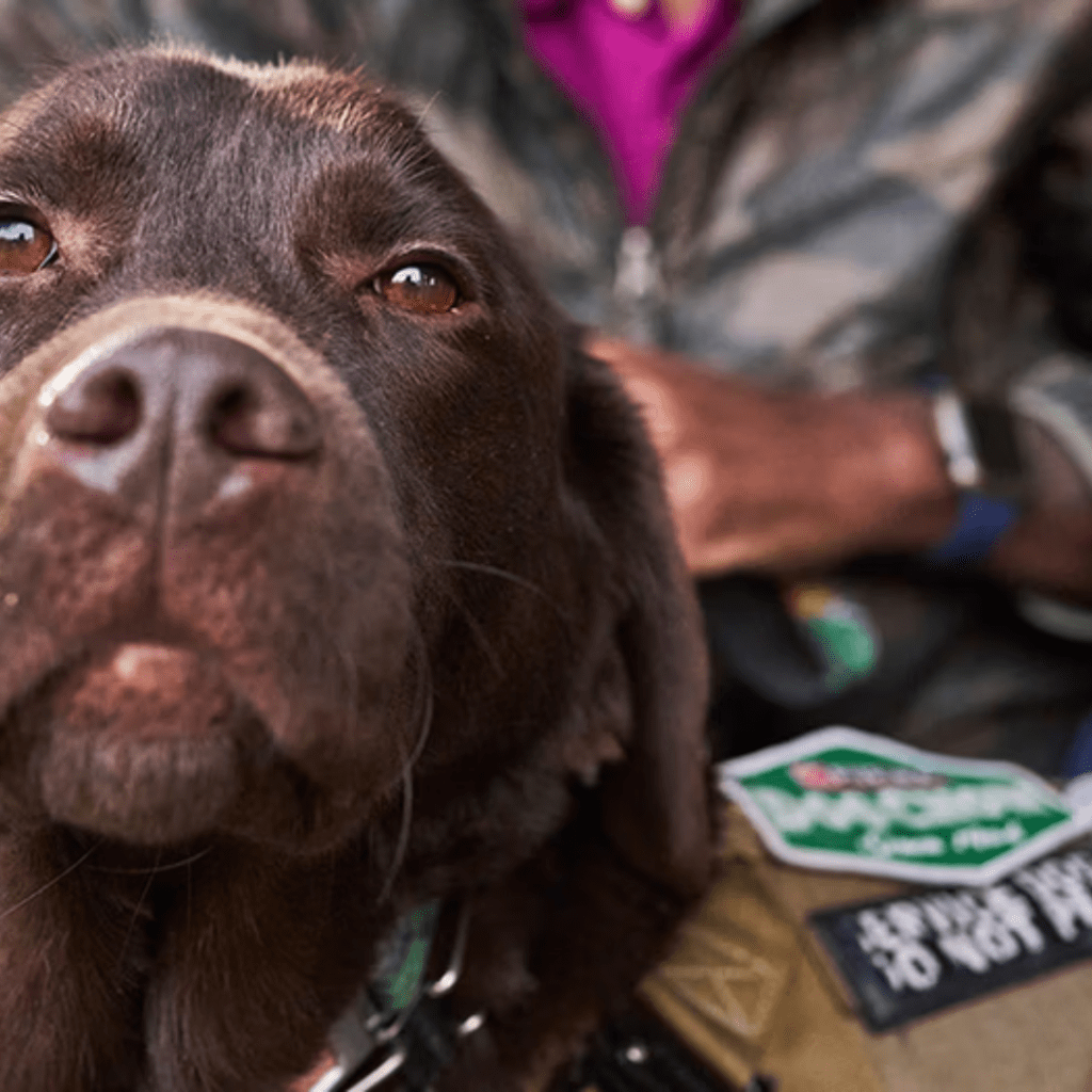 Purina Custom Patches for Service Dog Vests