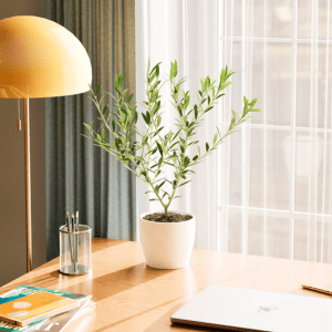 Lively Root - Indoor Olive Tree Corporate Gift