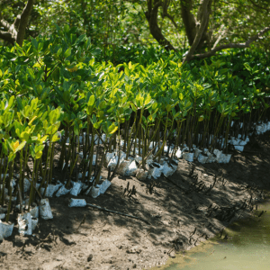 Promotional Programs with Impact: Mangrove Reforestation